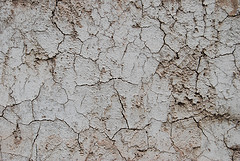 The vinchuca bug, which transmits Chagas disease, often lives in cracks in mud walls. / Credit:Paul Lowry/CC BY 2.0